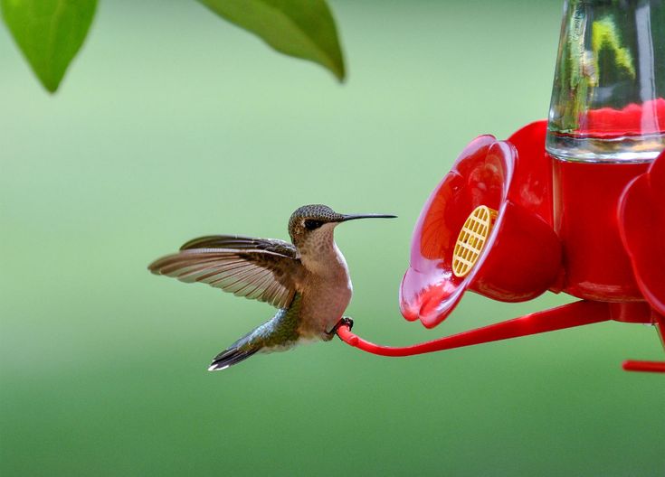 Sherem hummingbird feeders