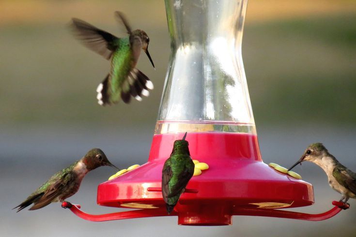 Sherem hummingbird feeders