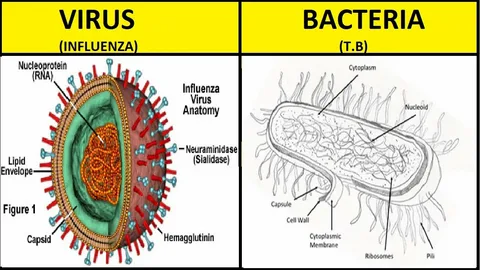 Viruses Different from Bacteria